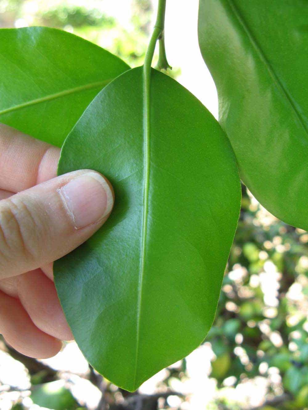            Unifoliolate leaf of  Pamburus missionis         (Winter Haven,   FL)   